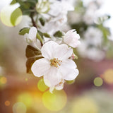 Close-up of white flowers with a blurred natural background